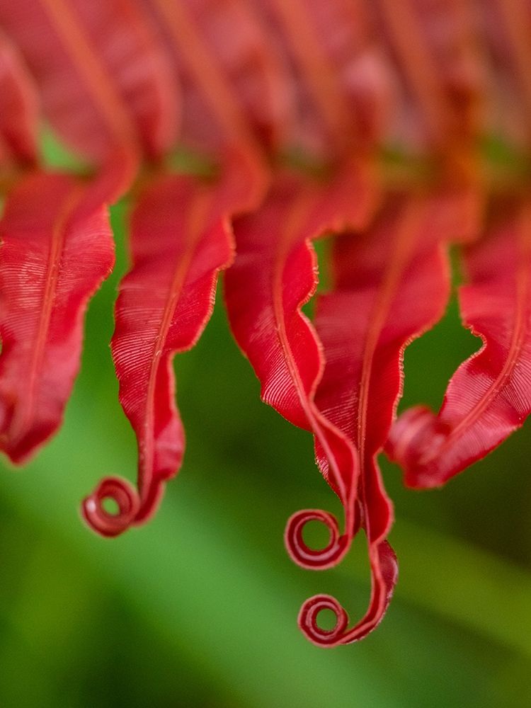 Fiji-Taveuni Island Close-up of a red-tipped Fern